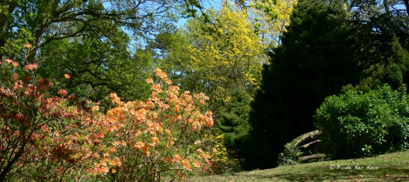 Bois des Moutiers (220) Mai 2012